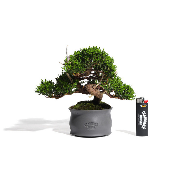真柏 -Japanese Juniper- (推定樹齢30年)-M0015- 詳細画像